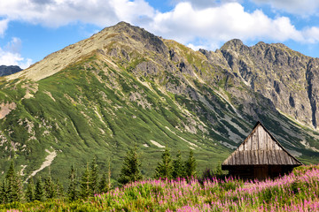 View of the Tatras mountains and colorful flowers in Gasienicowa valley.