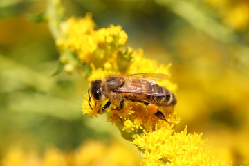 Wildbiene