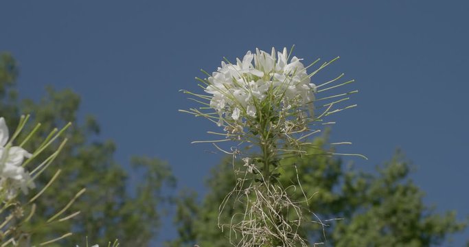 Fleurs araign&eacute;es ou cl&eacute;ome &eacute;pineux de couleur blanches (Cleome spinosa)
