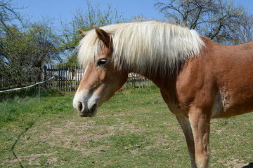 Grazing horse - brown, white mane