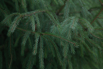 Spruce branches.Fluffy fir twigs close-up. Christmas Wallpaper.