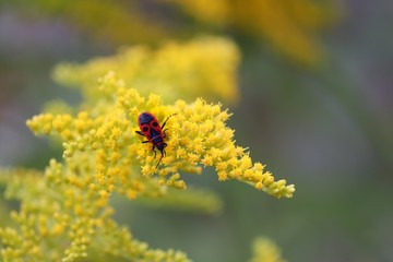 Feuerwanze auf gelben Blüten