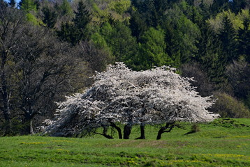 White flowering tree on a spring meadow