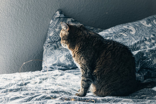 Cute brown and grey cat is relaxing on a blue bedding