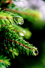 Nice macro photo of the water drop on the spruce after the rain
