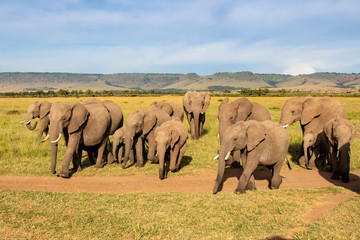 Obraz premium Close encounter with an elephant herd that passes by in the Masai Mara Game Reserve in Kenya