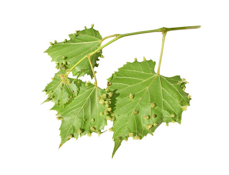 A grape leafs showing the galls that are formed during a phylloxera infestation. Isolated on white background.