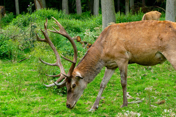 Naklejka na ściany i meble Hirsch