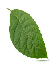 Avocado leaf isolated on white background