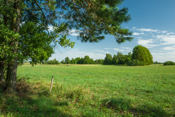 Shade under the trees and a view of the green meadow