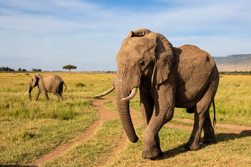 Fototapeta premium Close encounter with an elephant herd that passes by in the Masai Mara Game Reserve in Kenya