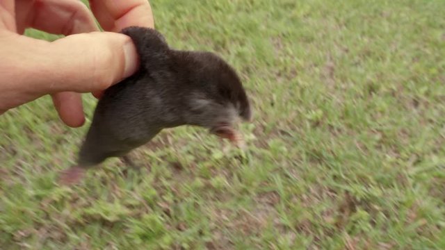 A mole is running through the grass. The mole is caught with his bare hands. Mole earthen