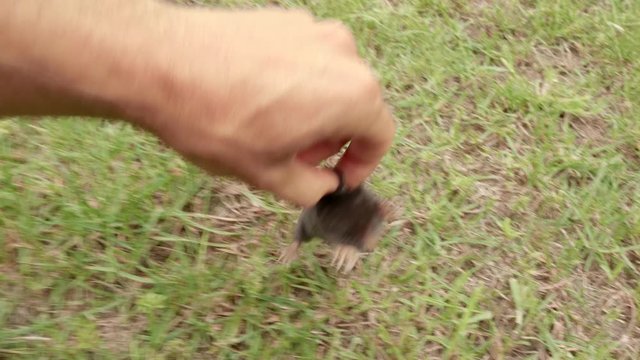 A mole is running through the grass. The mole is caught with his bare hands. Mole earthen