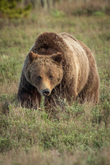 Obraz premium Grizzly Bear