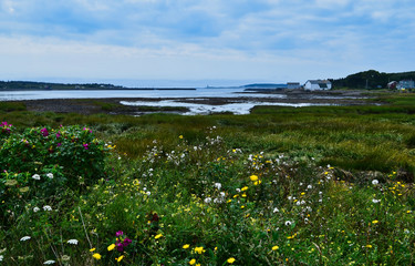 Wildflowers on the Bay near Ferry Dock on Digby Peninsula Nova Scotia Canada