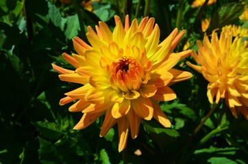 yellow-orange dahlia, grade LGS Loebau