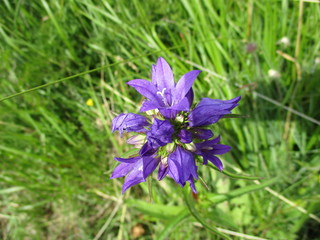 Fototapeta premium blaue Bergblume
