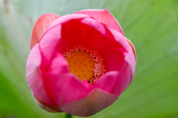 Beautiful bud of an unopened lotus flower, on a background of leaves, close-up