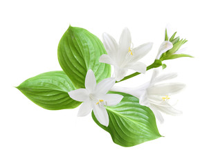 Festive flower composition isolated on white background. Hostas (plantain lilies).         