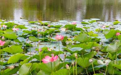 Beautiful lotus flowers with minted in its natural habitat, against the background of its leaves. Medium plan.