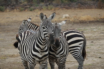 Fototapeta na wymiar 3 zebras