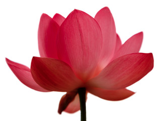 Beautiful very large shot Lotus flower, isolate on a white background, close-up