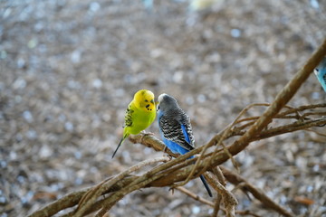 Many colorful Parakeets hanging out with each other at Timbavati Wildlife Park