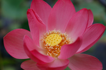 Beautiful very large shot of a Lotus flower, visible petals, pistil, stamens, close-up