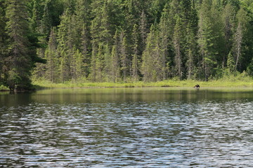 moose in lake in front of trees (Algonquin Provincial Park)