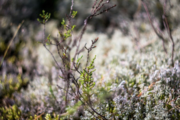Summer meadow, green grass field with Common heather (Calluna vulgaris, ling) wildflower in warm...