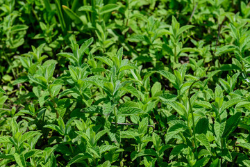 Fototapeta na wymiar Close up of fresh green mint leaves in direct sunlight, in a summer garden, soft focus