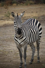 Obraz premium zèbre