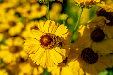Bee in flower bee amazing,honeybee pollinated of yellow flower