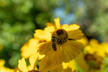 Bee in flower bee amazing,honeybee pollinated of yellow flower
