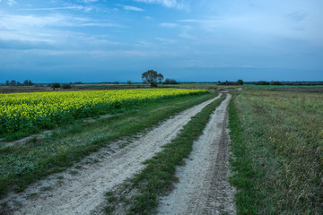 A sandy road through fields, the horizon and the evening sky