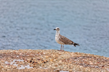 The young seagull near the sea on island Pag, Croatia