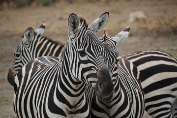 Fototapeta na wymiar couple zebre