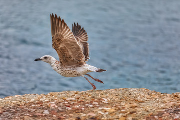 The young seagull near the sea on island Pag, Croatia