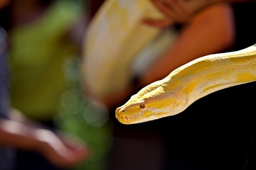 Visage tête de serpent jaune - reptile