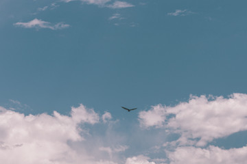 Beautiful landscape of the mountains and blue sky and a flying eagle