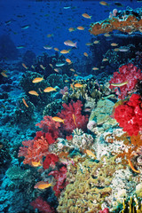 Fototapeta na wymiar Fiji Colors