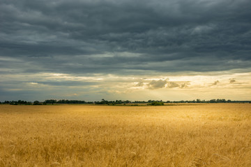 Rye field and dark clouds in the sky