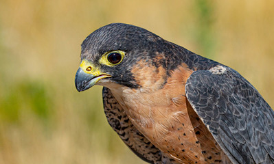 Close Up Barbary Falcon Portrait