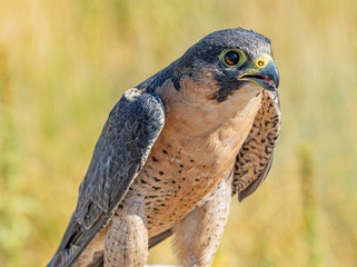 Close Up Barbary Falcon Portrait