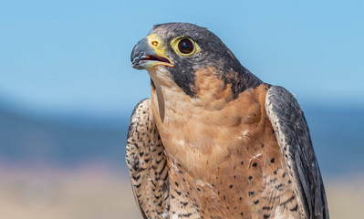 Close Up Barbary Falcon Portrait