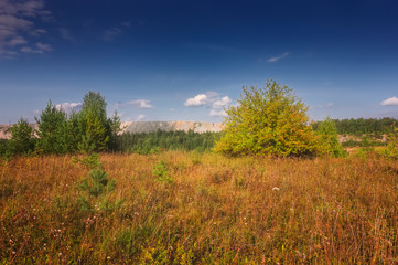 Summer meadow landscape with grass and wild flowers on the background of a forest.