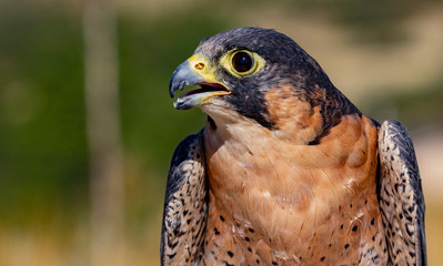 Close Up Barbary Falcon Portrait