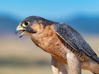 Close Up Barbary Falcon Portrait