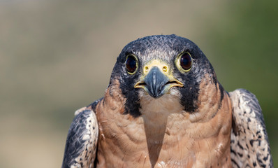 Close Up Barbary Falcon Portrait