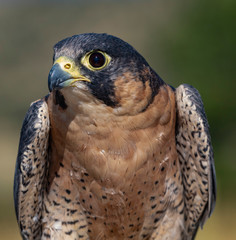 Close Up Barbary Falcon Portrait